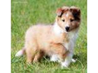 Shetland Sheepdog Puppy for sale in Elgin, OK, USA