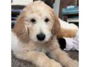 Goldendoodle Puppy for sale in Dawsonville, GA, USA
