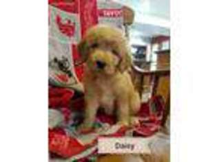 Goldendoodle Puppy for sale in Granger, WA, USA