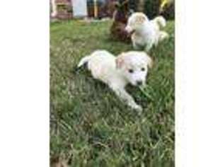 Border Collie Puppy for sale in Manvel, TX, USA
