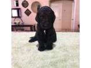 Goldendoodle Puppy for sale in Chandler, AZ, USA