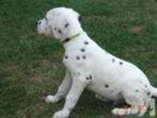 Dalmatian Puppy for sale in HARRISBURG, PA, USA
