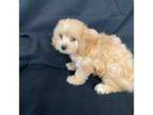 Cavachon Puppy for sale in Great Falls, MT, USA