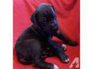 Great Dane Puppy for sale in ORDWAY, CO, USA
