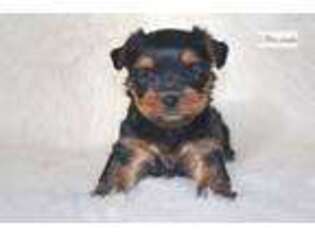 Yorkshire Terrier Puppy for sale in Kansas City, MO, USA