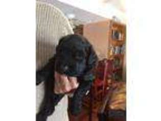 Mutt Puppy for sale in New Franklin, MO, USA