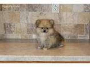 Pomeranian Puppy for sale in La Monte, MO, USA