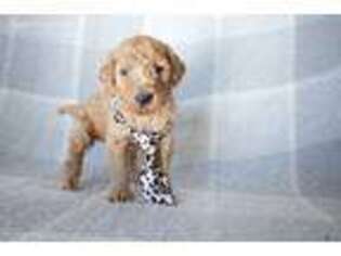 Goldendoodle Puppy for sale in Floyd, IA, USA