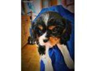 Cavalier King Charles Spaniel Puppy for sale in Muskegon, MI, USA