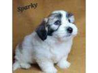 Coton de Tulear Puppy for sale in Springfield, AR, USA