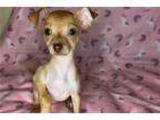 Chihuahua Puppy for sale in Tyler, TX, USA