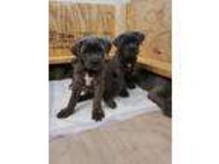 Cane Corso Puppy for sale in Schenectady, NY, USA