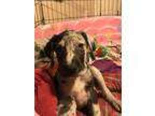 Great Dane Puppy for sale in New Carlisle, OH, USA