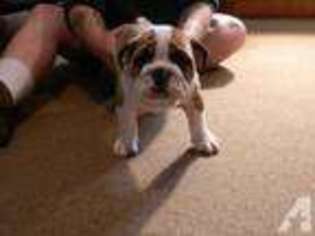 Bulldog Puppy for sale in BEDFORD, VA, USA