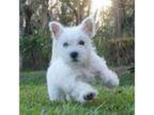 West Highland White Terrier Puppy for sale in Kissimmee, FL, USA