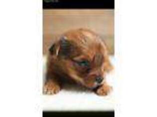 Yorkshire Terrier Puppy for sale in Sulphur, OK, USA