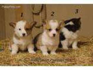 Pembroke Welsh Corgi Puppy for sale in Toston, MT, USA