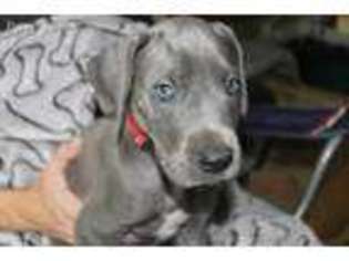 Great Dane Puppy for sale in Raleigh, NC, USA