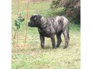 Bullmastiff Puppy for sale in Bryant, AL, USA