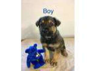 German Shepherd Dog Puppy for sale in Madison, IN, USA
