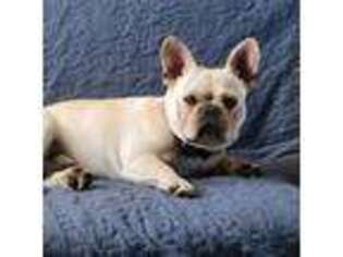 French Bulldog Puppy for sale in Brookings, SD, USA