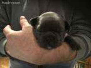 French Bulldog Puppy for sale in Sullivan, IN, USA