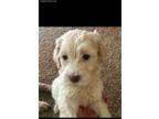 Labradoodle Puppy for sale in Muncie, IN, USA