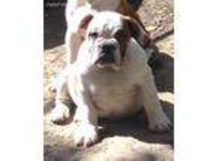 Olde English Bulldogge Puppy for sale in Damascus, AR, USA
