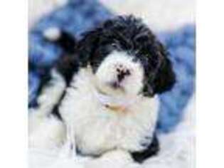 Old English Sheepdog Puppy for sale in Nancy, KY, USA