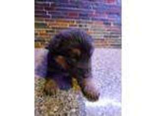 German Shepherd Dog Puppy for sale in Elkhart Lake, WI, USA