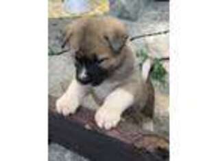Akita Puppy for sale in Atlanta, GA, USA