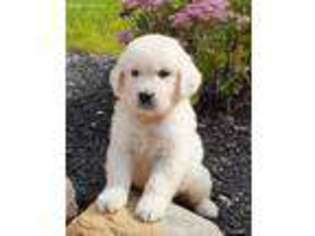 Golden Retriever Puppy for sale in Middleburg, PA, USA