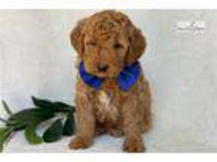 Mutt Puppy for sale in Lancaster, PA, USA