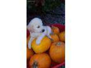 Golden Retriever Puppy for sale in Marshfield, WI, USA
