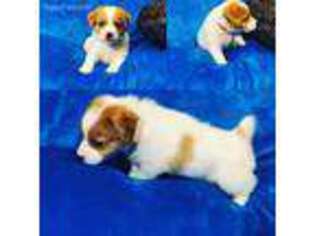 Jack Russell Terrier Puppy for sale in Salem, NJ, USA