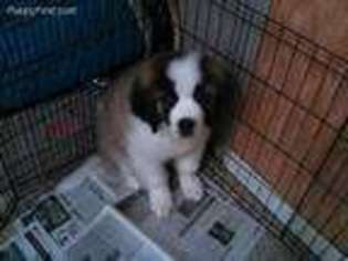 Saint Bernard Puppy for sale in Detroit, MI, USA