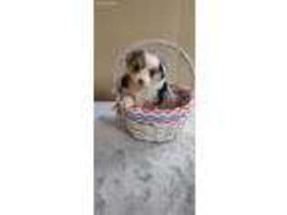 Miniature Australian Shepherd Puppy for sale in Garvin, OK, USA