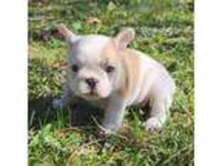 French Bulldog Puppy for sale in Conway, MO, USA