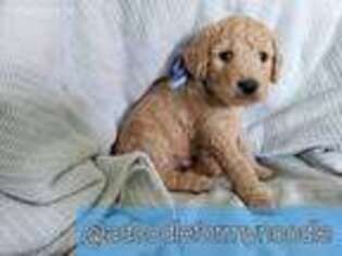 Goldendoodle Puppy for sale in Columbia, TN, USA