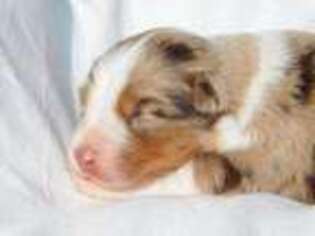 Australian Shepherd Puppy for sale in Burlington, NC, USA