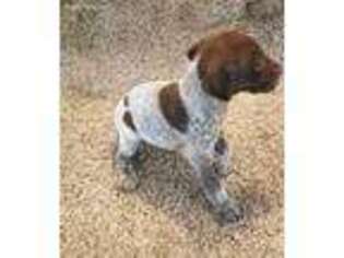 German Shorthaired Pointer Puppy for sale in Millerstown, PA, USA
