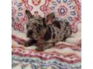 French Bulldog Puppy for sale in Urbana, MO, USA