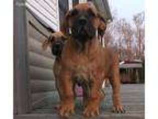 Boerboel Puppy for sale in Prospect, TN, USA