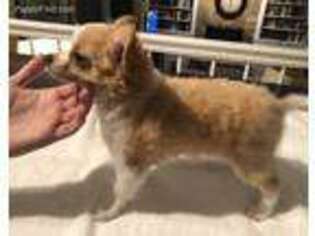 Chihuahua Puppy for sale in Louisville, KY, USA