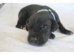 Great Dane Puppy for sale in New Franken, WI, USA