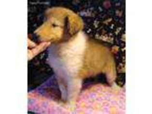 Collie Puppy for sale in Weaubleau, MO, USA