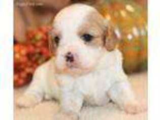 Cavachon Puppy for sale in West Plains, MO, USA