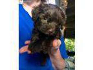 Schnoodle (Standard) Puppy for sale in Eureka Springs, AR, USA