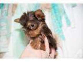 Yorkshire Terrier Puppy for sale in LONDON, OH, USA