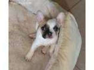 French Bulldog Puppy for sale in Carmichael, CA, USA